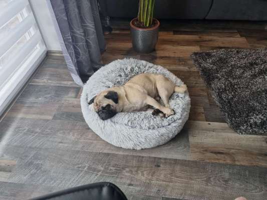 FOTO-Challenge  NR. 91: Die pure Entspannung-Beitrag-Bild