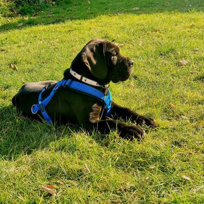 Welpen Bilder !-Beitrag-Bild