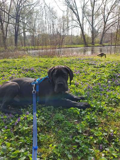 Hundetreffen-Suche deutsche Doggen Freunde 😃-Bild