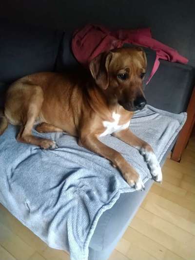 Rhodesian Ridgeback-Beitrag-Bild