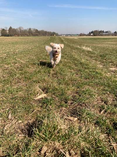 Hundetreffen-Gemeinsames Gassigehen Social Walk-Bild