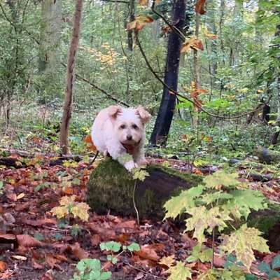 Hundetreffen-Social Walk-Bild