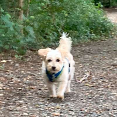 Hundetreffen-Gemeinsame Spaziergänge-Bild