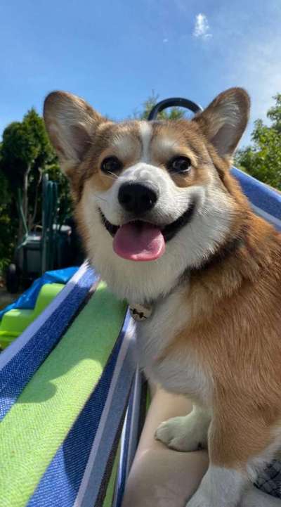 Die Dogorama Kalender Challenge 4/4-Beitrag-Bild