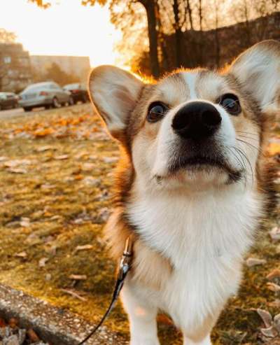 Die Dogorama Kalender Challenge Teil 1/4-Beitrag-Bild