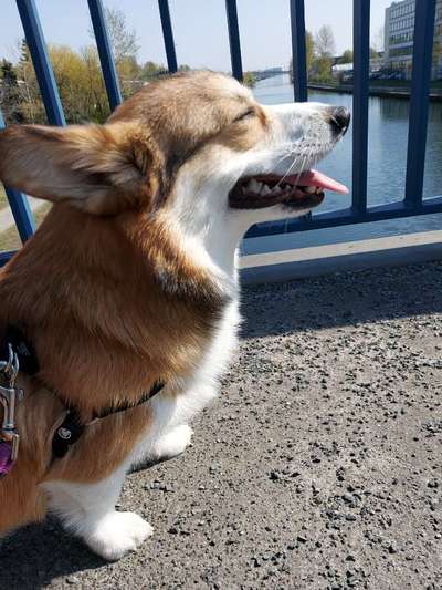 Die Dogorama Kalender Challenge Teil 3/4-Beitrag-Bild