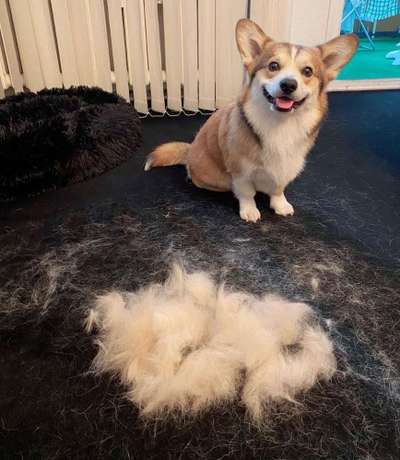 Du weißt, du hast einen Hund wenn...-Beitrag-Bild