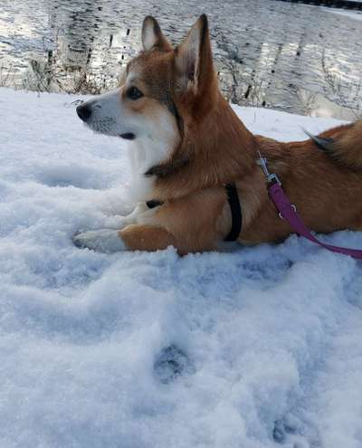 Die Dogorama Kalender Challenge Teil 2/4-Beitrag-Bild