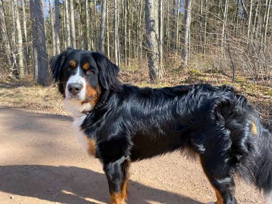 Berner Sennen-Beitrag-Bild