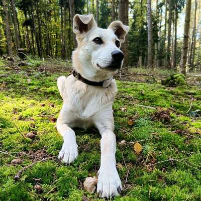 Hundetreffen-Hundefreund/in für gegenseitige Betreuung gesucht-Bild