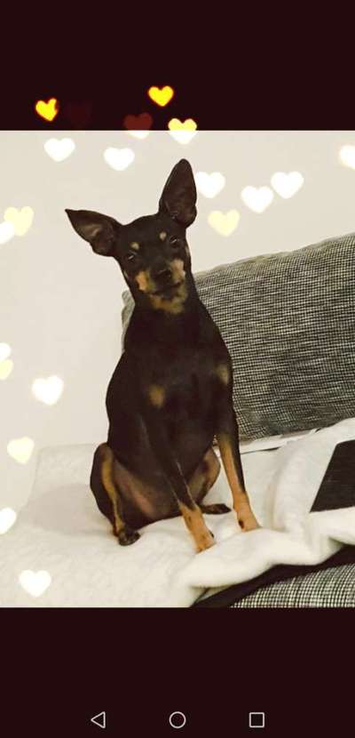 Prager Rattler-Beitrag-Bild