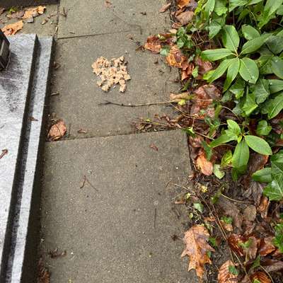 Giftköder-Vermutlich Giftköder-Bild