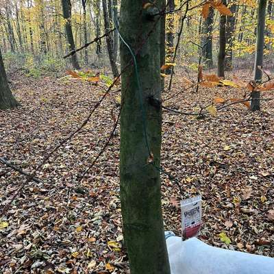 Giftköder-Giftköder / Stacheldraht-Bild