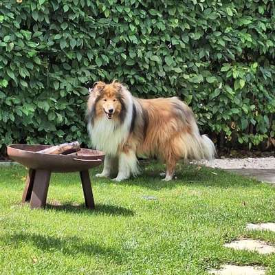 Hundetreffen-Hundetreff in Landsberg am Lech-Bild