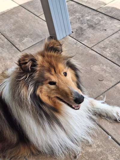 Hundetreffen-Collie Treffen-Bild