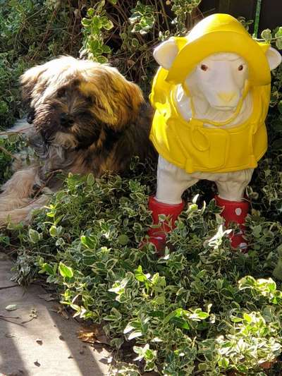 Tibet Terrier-Beitrag-Bild