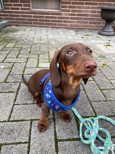 Hundetreffen-Welpen Junghunde bis mittelgroße Hunde-Bild