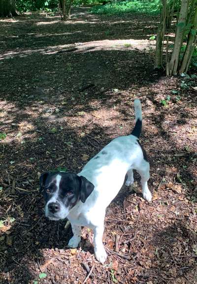 Mischlinge raten - Rätselspaß-Beitrag-Bild