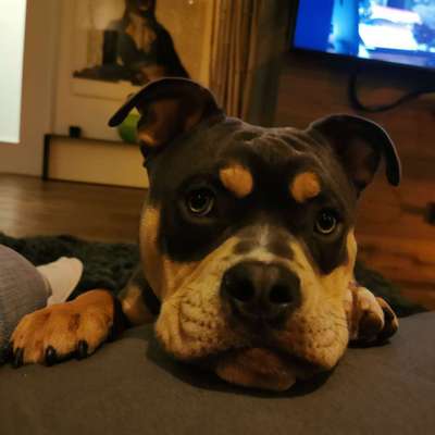 Hundetreffen-Oeb treffen oder ähnlich-Bild