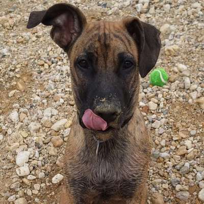 Hundetreffen-Schönauer Lachen-Bild