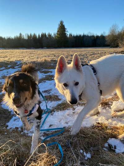 Hundetreffen-Social Walk/ Spielrunde-Bild