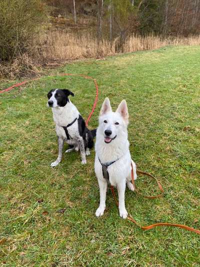 Hundetreffen-Social Walk/ Spieltreffen-Bild