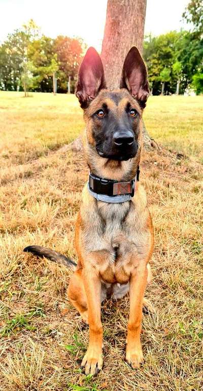 Foto's und Hundemodels-Beitrag-Bild