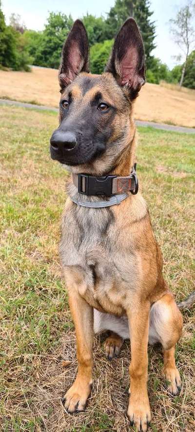 Foto's und Hundemodels-Beitrag-Bild