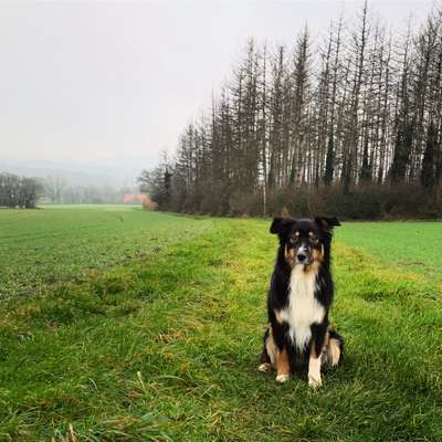 Hundetreffen-Toben, Spielen, Spaziergänge und Training-Bild