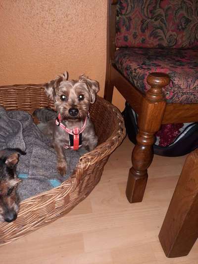 Wie "jung" haben sich eure Hunde gehalten ?-Beitrag-Bild