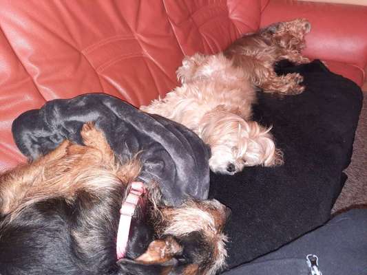 Die Dogorama Wochen Challenge "Friends will be Friends"-Beitrag-Bild