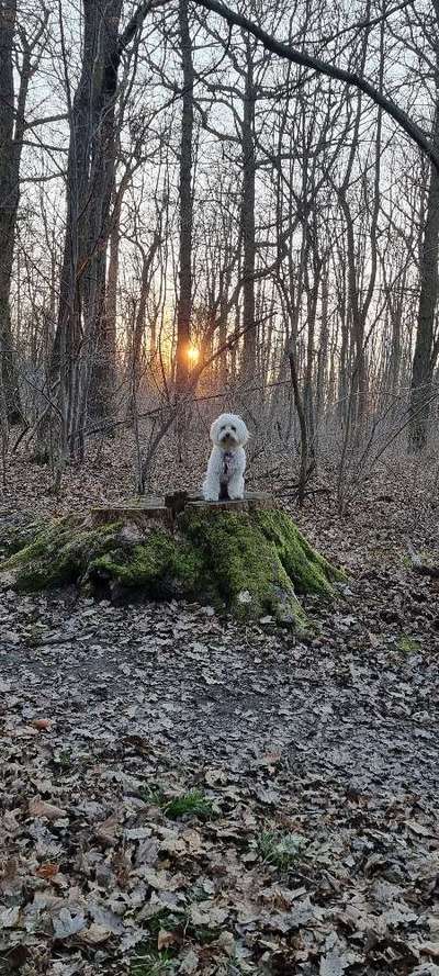 Wald Bild-Beitrag-Bild