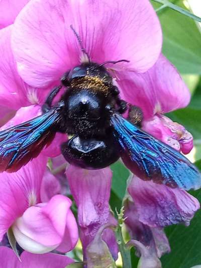 Die wunderschöne Welt mit Hund.-Beitrag-Bild