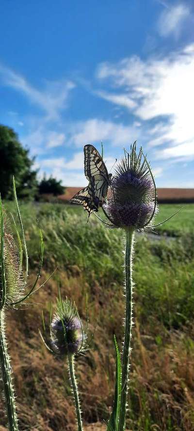 Die wunderschöne Welt mit Hund.-Beitrag-Bild
