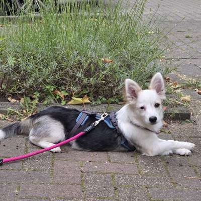 Hundetreffen-Neue Hundefreunde kennenlernen