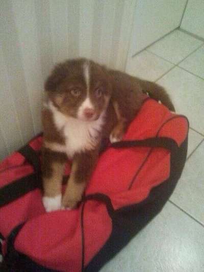 Welpen Bilder !-Beitrag-Bild