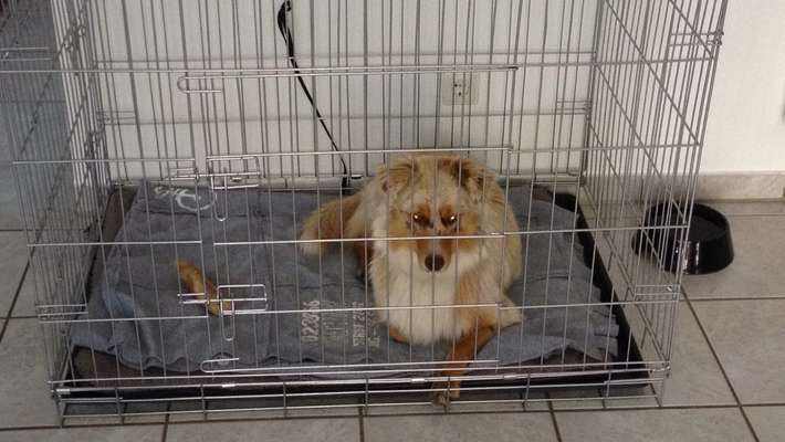 Welpe akzeptiert Körbchen nicht / geht nicht von alleine rein um zur Ruhe zu kommen-Beitrag-Bild