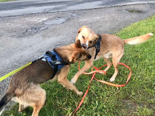 Verhalten des Hundes gegenüber "Kurznasenhunde"-Beitrag-Bild