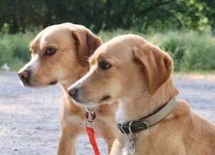 Hund aus dem Spanischen Tierschutz-Beitrag-Bild