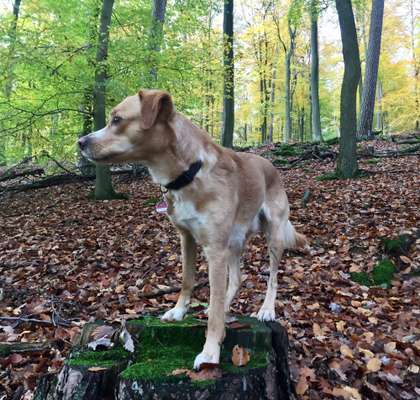 Hund aus dem Spanischen Tierschutz-Beitrag-Bild