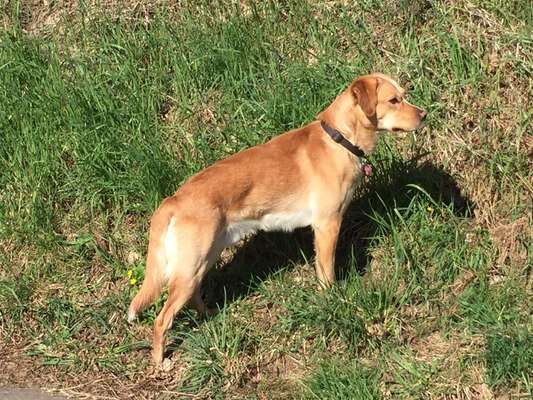 Podencomischling oder Podenco-Beitrag-Bild