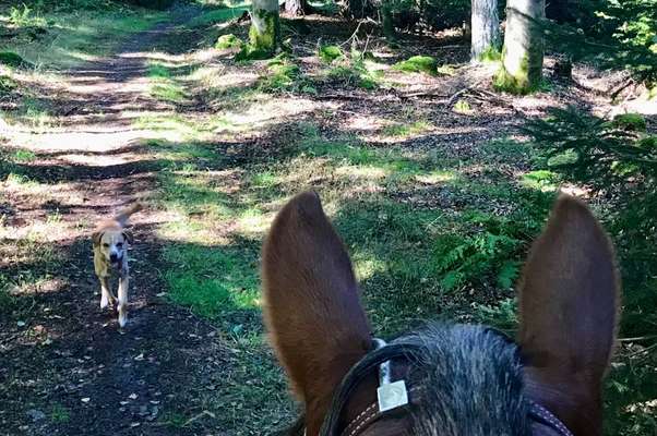 Trennungsangst beim Reiten-Beitrag-Bild