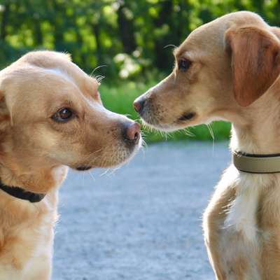 Hundetreffen-Nette Hundeleute rund um Aschaffenurg/Fasanerie-Bild