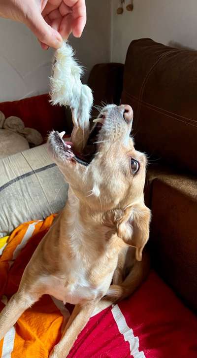 152. Foto Challenge: "Friss mir aus der Hand"-Beitrag-Bild