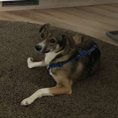 Hundetreffen-Gemeinsame Spaziergänge-Bild