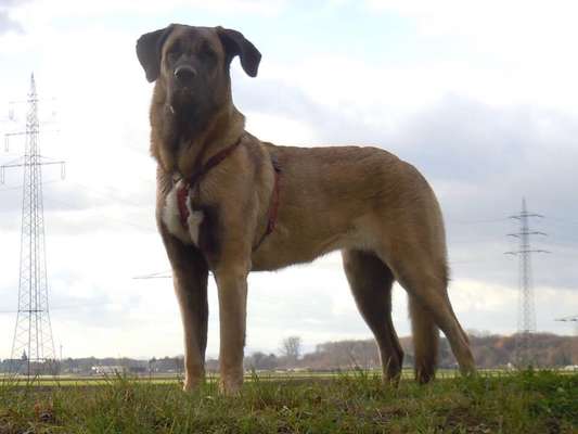 Seltene Rassen!-Beitrag-Bild