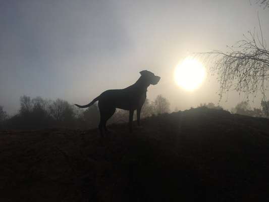 Fotochallenge Nr 55  -  Hund im November--Beitrag-Bild