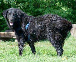 Mischlinge raten - Rätselspaß-Beitrag-Bild