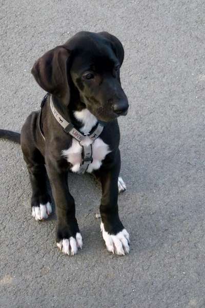 Welpen Bilder !-Beitrag-Bild