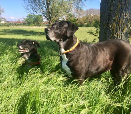 Bester Freund, Hundekumpel - zeigt her!-Beitrag-Bild